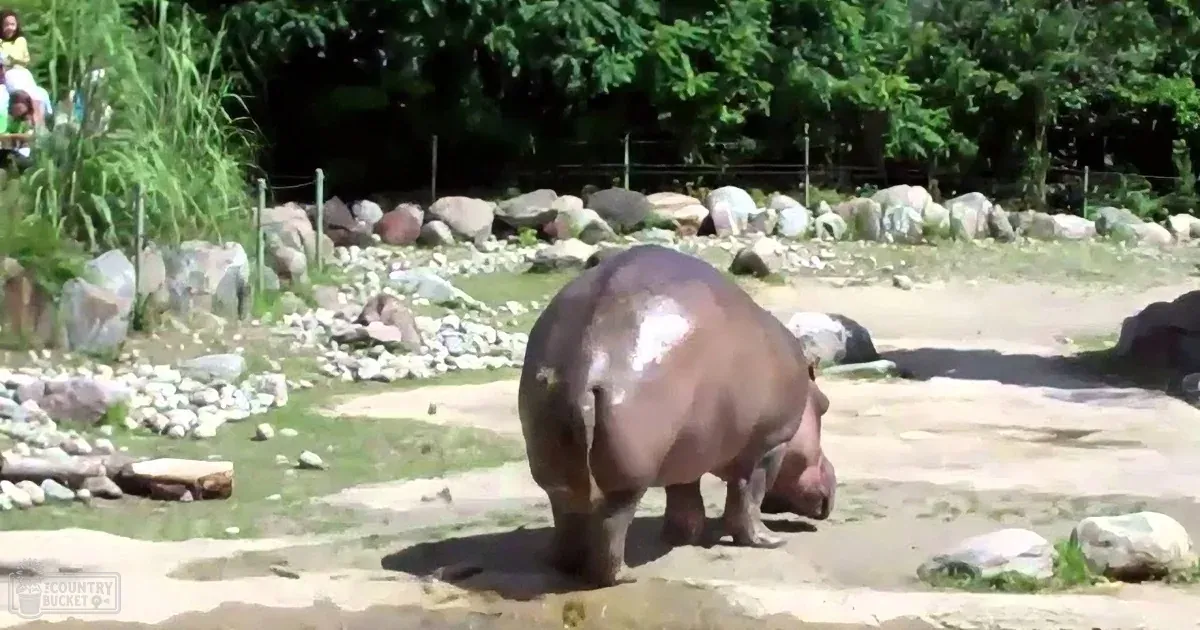 Hippo Climbs out of Water at Zoo. I Nearly Woke My Family Laughing at What Came Next.