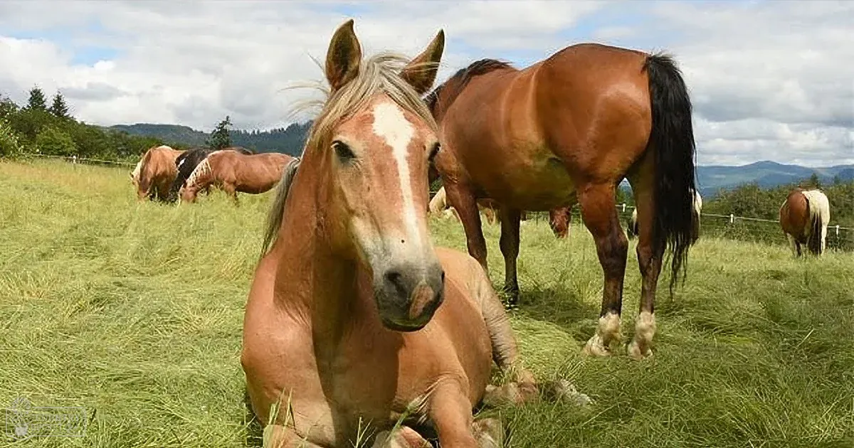 Young Woman Posts Selfie With Horse: Keen Observers See the Terrible Truth