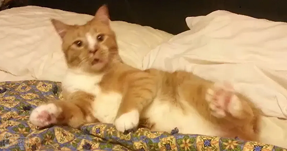 This Cat Discovers Ultra Comfy Musical Baby Cradle. Decides Never to Leave It... Hilarious!