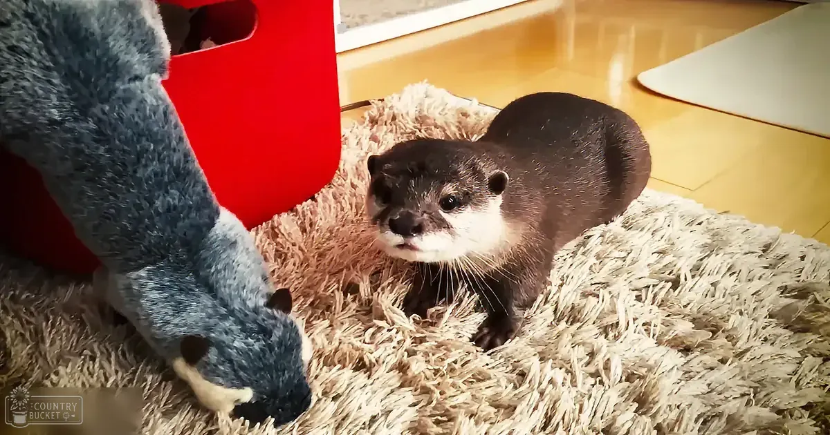 An otter stands on a fluffy rug next to a stuffed toy, both facing each other.