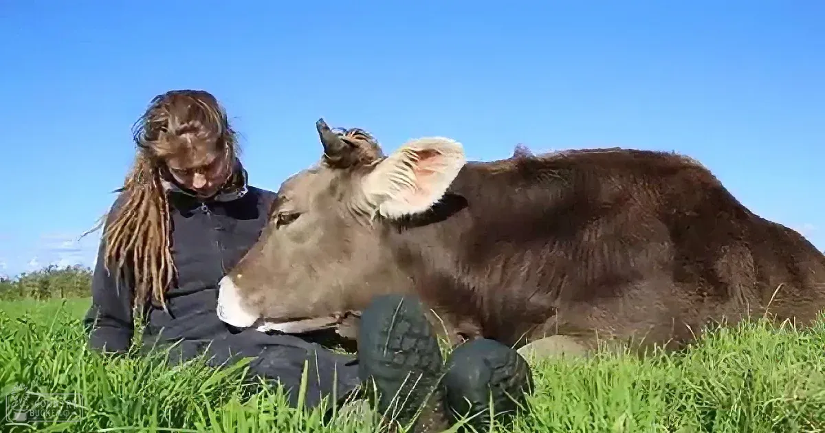 A Bull Lays His Head on Her Lap. but Watch When She Touches Him. I Wasn't Expecting That!