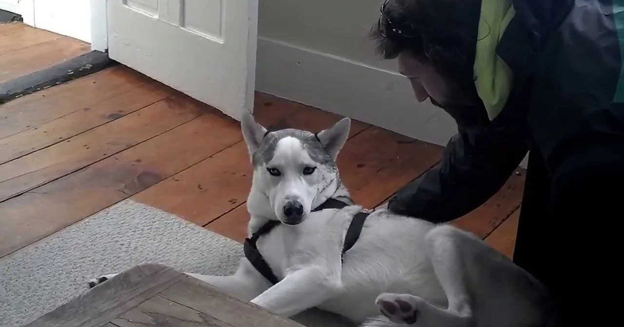 She Picked up Her Little Puppy. but When He Opens His Mouth? She Wasn't Expecting That!