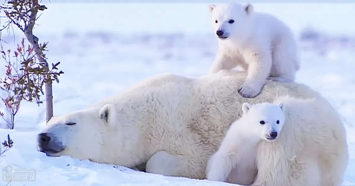 Precious Polar Bear Cubs Think Mom Is Their Jungle Gym