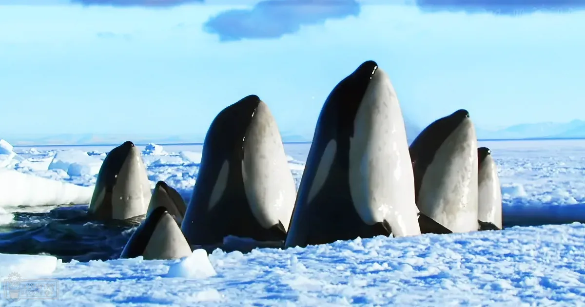 A pod of six killer whales in an icy Arctic landscape with snow and ice dominating the scene, under a clear sky suggesting midday during winter.