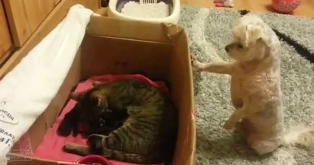 When That Little Baby Starts to Get Fussy, This Cat's Solution Will Just Blow You Away!