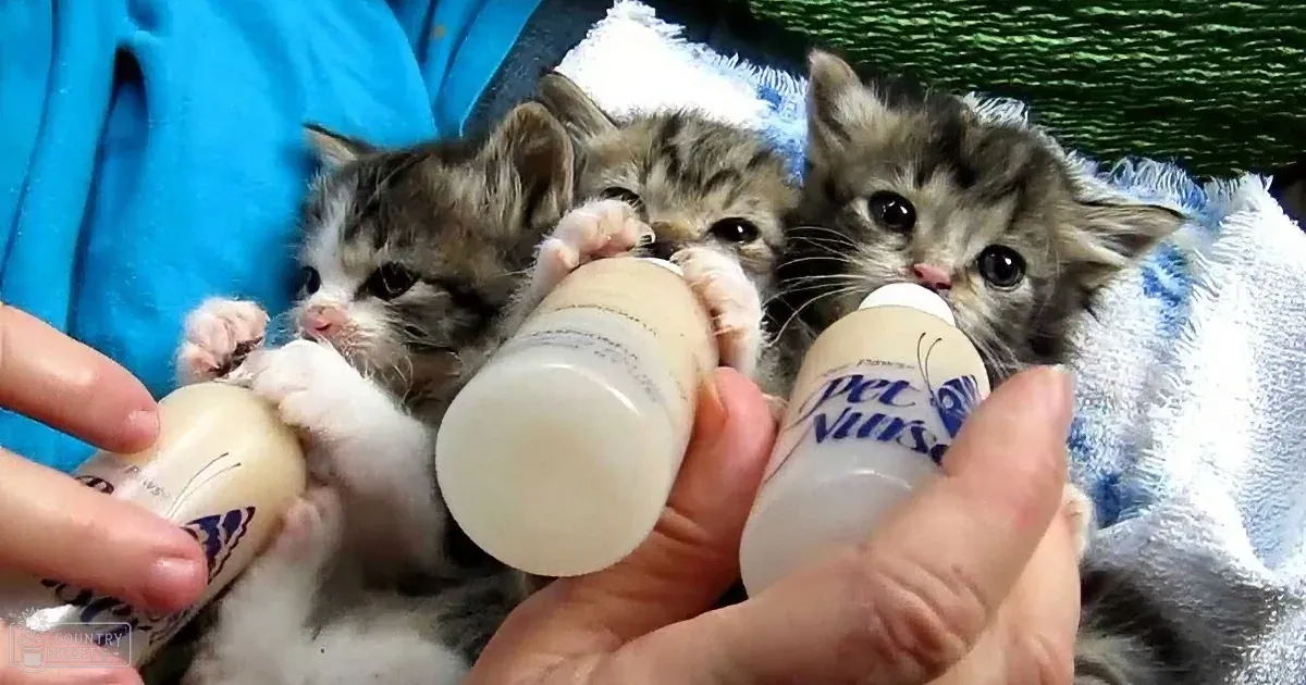 It's Dinner Time for Three Precious Kittens. Now Keep an Eye on the One on the Left. Precious!