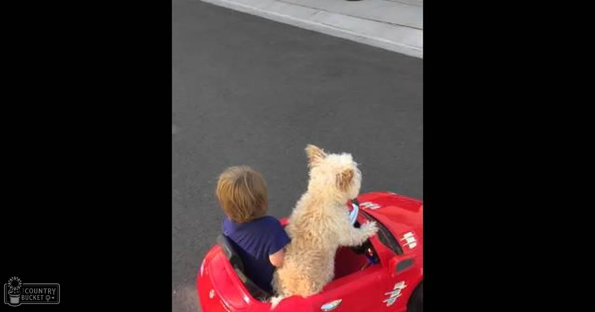 A toddler and his light golden terrier in a red toy car on an outdoor street, with asphalt visible.