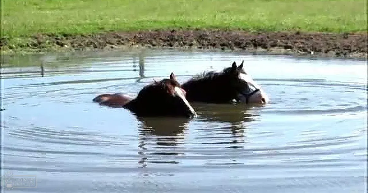 An adult female wearing a sleeveless, light green and blue top stands near two horses in an outdoor water trough on a farm or ranch under bright daylight during summer.