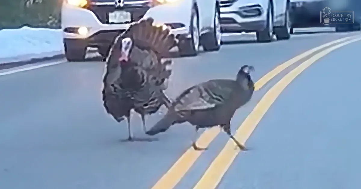 Wild Turkey Stops Traffic So His Flock Can Safely Cross The Street