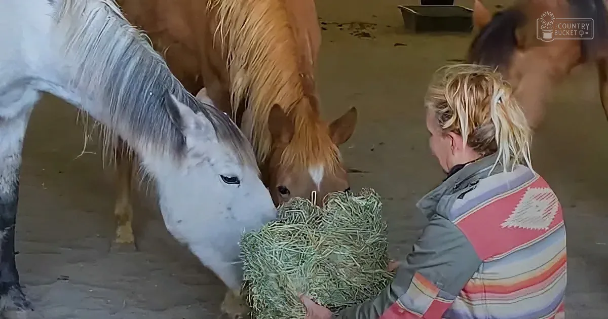 A woman feeds hay to a white horse while another horse stands nearby in a barn.