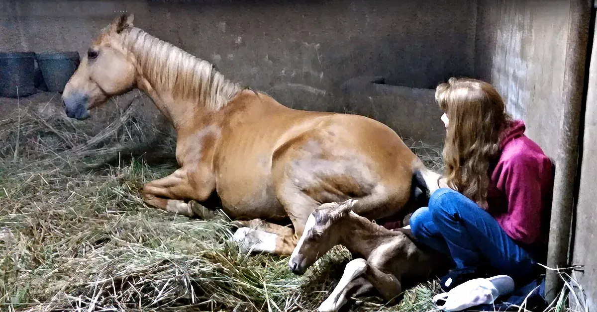 A woman sits beside a light brown horse and its foal lying on straw in a stable.